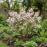 1 Prunus Kojo No Mai Flowering Hedging Plant, Low Maintenance Garden Ready, 3 Litre Root Ball