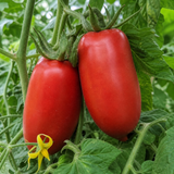 1 Brandy Boy Beefsteak Tomato Plant, Outdoor Garden Ready, High Yield Vegetable, 2Ltr Root Ball