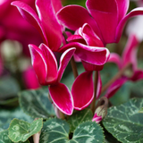 Cyclamen Flame Deep Rose