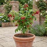 1 Raspberry Glem Ample Summer Fruiting Plant, Hardy Fruit Bush, Garden Ready, 17cm Root-Ball