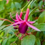 Fuchsia Mrs Popple