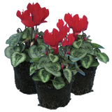 Cyclamen Silver Leaf Scarlet 10.5cm