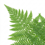 Set of 3 or 6 Soft Shield Fern Polystichum Plumosum Densum Plants, Hardy Evergreen Perennial, 1 Litre Root Ball