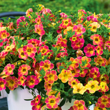 Set of 3 Large Plants - Calibrachoa Cabaret Diva Orange, Outdoor Garden Ready
