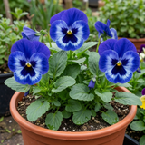 3 Pansy Delta Pro Marina Plants, Hardy Winter & Spring Flowering Pansies, 3 Litre Root Ball