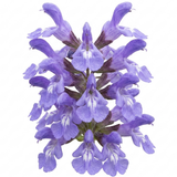 Set of 3 or 6 Salvia officinalis ‘Berggarten’ Sage Herb Plants, Hardy Perennial Culinary Herb, Outdoor Garden Ready, 1 Litre Root-Ball