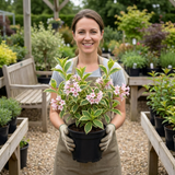 1 Weigela Variegata Plant, Pink Flowering Hardy Shrub, Bee Friendly, Outdoor Garden Ready, 17cm Root-Ball