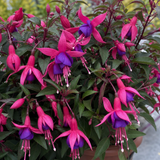 1 Fuchsia Dollar Princess Hardy Perennial Flowering Plant, Outdoor Garden Ready, 3 Litre Root-Ball
