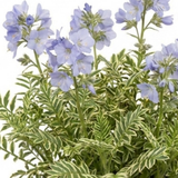1 Polemonium Touch of Class Jacobs Ladder Plant, Hardy Variegated Cottage Garden Perennial, 3L Root Ball