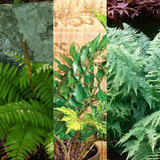 Fern Mix - Shield Fern, Holly Fern, Male Fern
