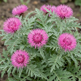 Set of 3 or 6 Centaurea Dealbata Bright Rose Persian Cornflower Plants, Hardy Cottage Garden Perennial, Outdoor Garden Ready, 1 Litre Root-Ball