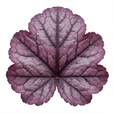 1 Heuchera Wild Rose Coral Bells, Shade Loving Hardy Evergreen Perennial Plant, 2 Litre Root Ball