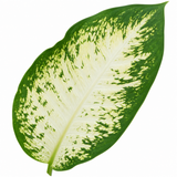 Dieffenbachia Camilla Variegated Dumb Cane, Indoor Houseplant, 12cm Pots