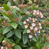 Set of 3 or 6 Viburnum Tinus Gwenllian Hardy Evergreen Flowering Shrub Plants, Winter Flowering Hedge, Outdoor Garden Ready, 11cm Root-Ball