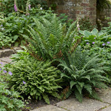 Set of 3 or 6 Soft Shield Fern Polystichum Setiferum Plants, Hardy Evergreen Shade Perennials, 1 Litre Root-Ball