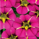 Set of 3 or 6 Large Plants - Calibrachoa Bumble Hot Pink, Outdoor Garden Ready