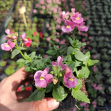 Set of 3 or 6 Large Plants - Nemesia Nuvo Rose, Ready to Plant in Your Garden