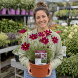 1 Large Plant - Cosmos Apollo Carmine, Ready to Plant in Your Garden, 2L Pot