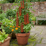 Set of 3 or 6 Large Plants - Tomato Sweet Million Variety, Ready to Plant in Your Garden