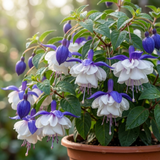 3 Trailing Fuchsia Blue Angel Plants, Blue & White Flowers, Summer Bedding, 10.5cm Pots