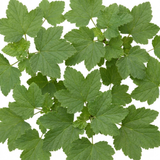 1 Redcurrant Jonkheer Van Tets Fruit Bush, Hardy Outdoor Garden Ready, 2 Litre Root Ball