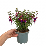 1 Fuchsia Dollar Princess Hardy Perennial Flowering Plant, Outdoor Garden Ready, 3 Litre Root-Ball