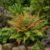 3 Dryopteris Erythrosora Copper Shield Fern Pots, 9cm