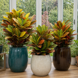 Croton Petra Joseph's Coat Variegated Houseplant, 12cm Pots