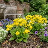 Set of 3 or 6 Garden Ready Plants – Calceolaria Calynopsis ‘Yellow’, Ready to Plant