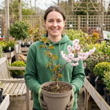 1 Prunus Kojo No Mai Flowering Hedging Plant, Low Maintenance Garden Ready, 3 Litre Root Ball