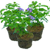 Set of 3 or 6 Large Plants - Verbena Lanai Up True Blue, Ready to Plant in Your Garden