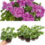 Set of 3 or 6 Large Plants - Geranium Sunflair Amethyst, Ready to Plant in Your Garden