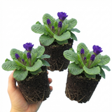 Set of 3 or 6 Primula Little Queen Violet Hardy Perennial Plants, Bee Friendly Spring Flowering, Outdoor Garden Ready, 1 Litre Root-Ball