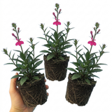Set of 3 or 6 Lobelia Starship Deep Rose Upright Hardy Perennial Plants, Summer Garden Ready, 1 Litre Root Ball