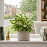 Variegated Dumb Cane Dieffenbachia Plant, Indoor Houseplant, 12cm 1 Litre Pots