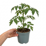 1 Alicante Tomato Plant, Live Outdoor Garden Ready, Grow Your Own Tomatoes, 2 Litre Root Ball
