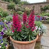 Set of 3 or 6 Lobelia Starship Deep Rose Upright Hardy Perennial Plants, Summer Garden Ready, 1 Litre Root Ball