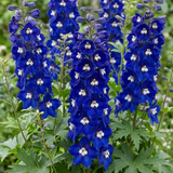Set of 3 or 6 Delphinium Dark Blue White Bee Hardy Perennial Plants, Tall Cottage Garden Flowers, Outdoor Garden Ready, 1 Litre Root-Ball