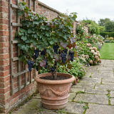 1 Grape Vine Plant Vitis Black Hambourg, Hardy Outdoor Garden Ready, 3 Litre Root Ball