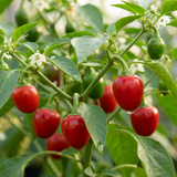 Set of 3 or 6 Large Plants - Sweet Pepper Snack Red, Ready to Plant in Your Garden