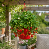 1 Strawberry Toscana Live Plant, 25cm Hanging Basket, Outdoor Garden Ready, Grow Your Own Strawberries