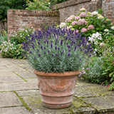 1 Large Plant - Lavender Hidcote Dark Blue, Outdoor Garden Ready, 2L Pot