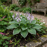 Set of 3 or 6 Large Hosta Plants - Francee Plantain Lily, Ready to Plant in Your Garden, 1L
