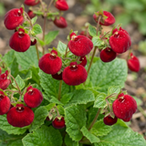 Set of 3 or 6 Garden Ready Plants – Calceolaria Calynopsis ‘Ruby’, Ready to Plant
