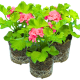 Set of 3 or 6 Large Plants - Geranium Calliope Pretty Little Pink Splash, Ready To Plant
