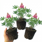 Set of 3 or 6 Lupin Legendary Rose Hardy Perennial Plants, Summer Flowering Cottage Garden Plants, Outdoor Garden Ready, 1 Litre Root-Ball