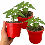 Set of 3 or 6 Large Plants - Sweet Pepper Redskin, Ready to Plant in Your Garden