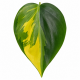 Variegated Pothos Plant Devil's Ivy, Trailing Indoor Houseplant, 12cm 1 Litre Pots