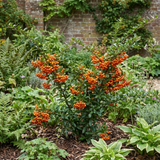 1 Pyracantha Orange Glow Firethorn Plant, Evergreen Fast Growing Climbing Hedge Shrub, 2L Root-Ball