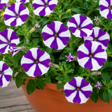 1 Petunia Shortcake Blueberry Live Flowering Plant, Outdoor Summer Garden Ready, 21cm Root Ball